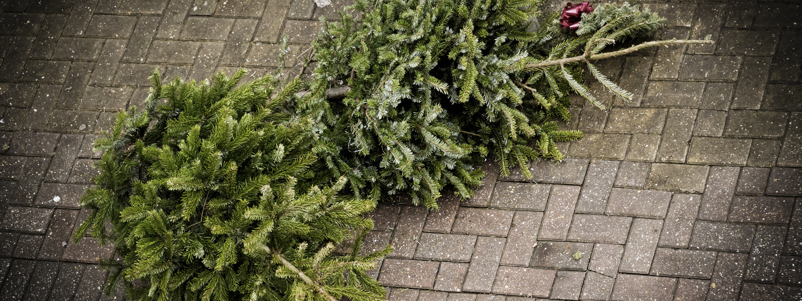 Prikupljanje božićnih drvaca